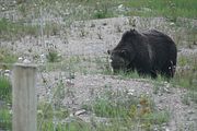 140 - Banff,Lake Louise,Morraine Lake  - IMG_0825